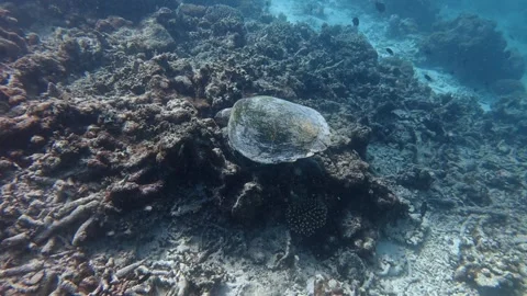 The hunger turtle eats time Stock Footage 345859871