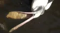 Hunggry Australian Pelican close up in a pond p4 HD Footage