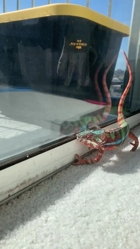 Hungover Chameleon Stock Footage 150404264