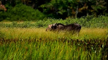 Hungry Adirondack moose feeding. Stock Footage 85602982
