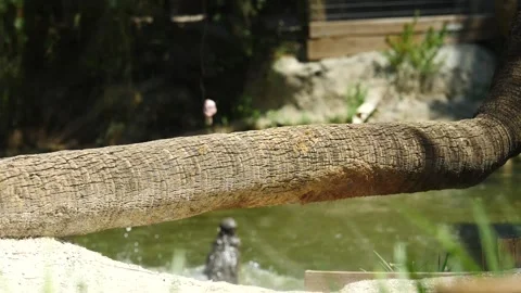 Hungry Alligator Leaps for Prey in Muddy Brazilian Waters Stock Footage 242565314