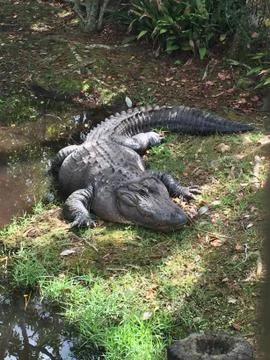 Hungry Alligator Stock Photos