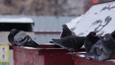 Hungry and cold pigeons sit on garbage cans in the snow in the city in winter Stock Footage 295604399