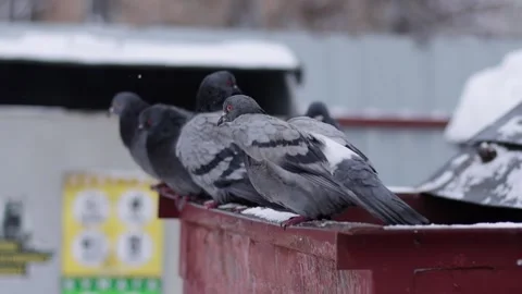 Hungry and cold pigeons sit on garbage cans in the snow in the city in winter Stock Footage 300869065
