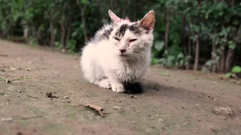 Hungry and helpless stray cats in the wild Stock Footage 161375212