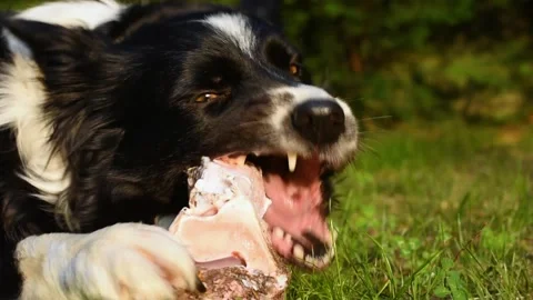 Hungry and satisfied border collie puppy dog ​​biting his bone Stock Footage 194041423