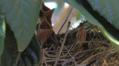 Hungry Baby Birds Calling Out to Their Mother From Their Nest Stock Footage 8568853
