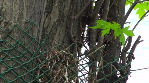 Hungry Baby Common Grackle Chicks Reaching for Food Vídeo Stock 345007415
