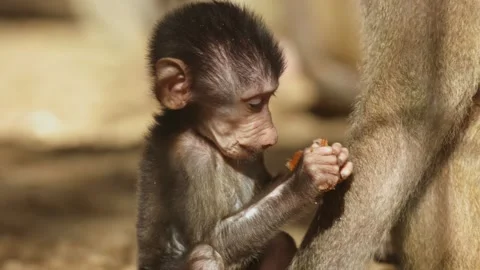 Hungry Baby Monkey Devouring a Delicious Snack in the Wild Stock Footage 255671894