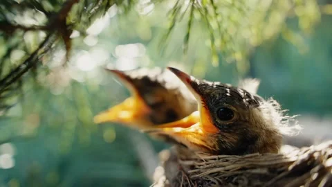 Hungry baby robin chicks chirping in nest Stock Footage 339806412