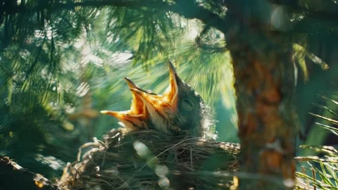 Hungry baby robin chirping in pine tree nest Stock Footage 339806533