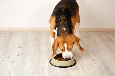 A hungry beagle dog eats dry food from a bowl Stock-Fotos