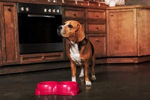 Hungry beagle dog Stock Photos
