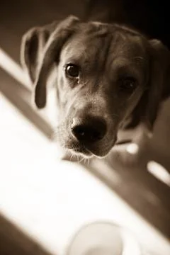 Hungry Beagle Stock Photos