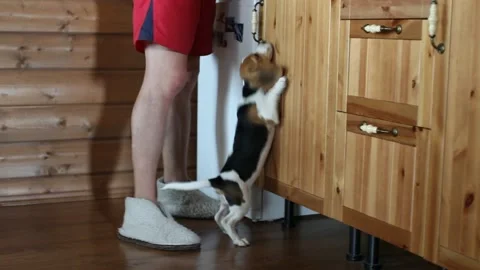 Hungry beagle puppy Stock Footage 109424477