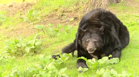 Hungry bear on green grass Stock Footage 64547163