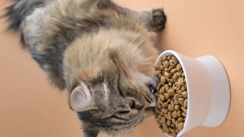 Hungry Beautiful fluffy cat eats dry food from a cup. Stock Footage 148785567