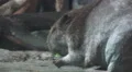 Hungry Beaver Eating Fruit 02 4k or 4k+ Resolution
