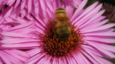 Hungry bee on the daisy. Stockbeeldmateriaal 44866455