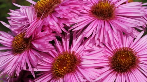 Hungry bee on the daisy. Stockbeeldmateriaal 44866826