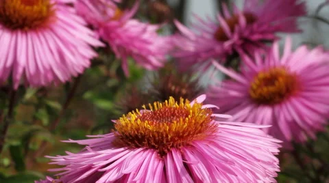Hungry bee on the daisy. Stockbeeldmateriaal 44866884
