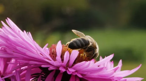 Hungry bee on the daisy. Stockbeeldmateriaal 44866995