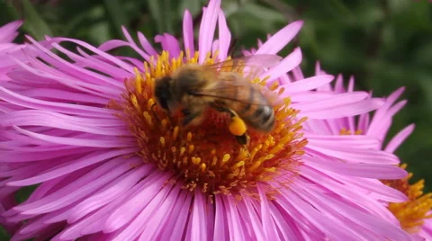 Hungry bee on the daisy. Stockbeeldmateriaal 44867147