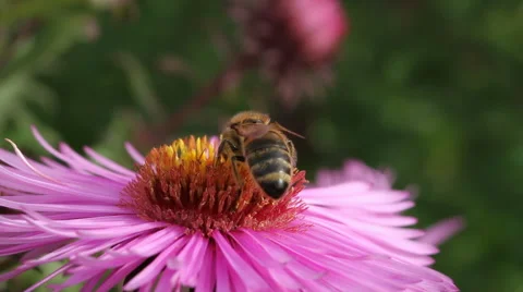 Hungry bee on the daisy. Stockbeeldmateriaal 44867155