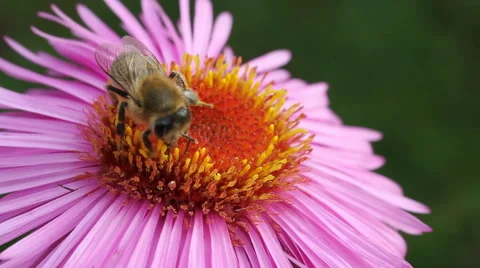 Hungry bee on the daisy. Stockbeeldmateriaal 44867545