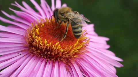Hungry bee on the daisy. Stockbeeldmateriaal 44867700