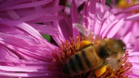 Hungry bee on the daisy. Stockbeeldmateriaal 44867777