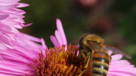 Hungry bee on the daisy. Stockbeeldmateriaal 44867918