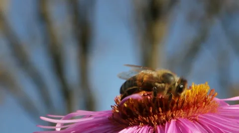 Hungry bee on the daisy. Stockbeeldmateriaal 44867943