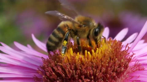 Hungry bee on the daisy. Stockbeeldmateriaal 44867986