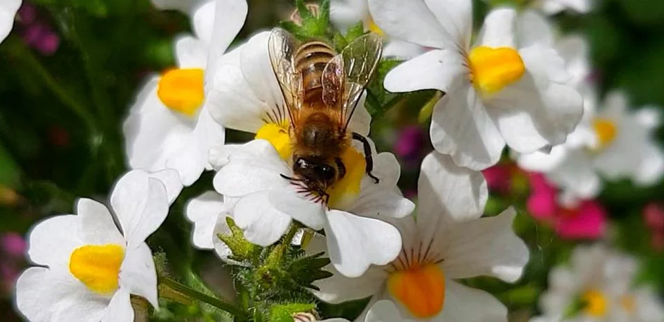 Hungry bee Stock Photos