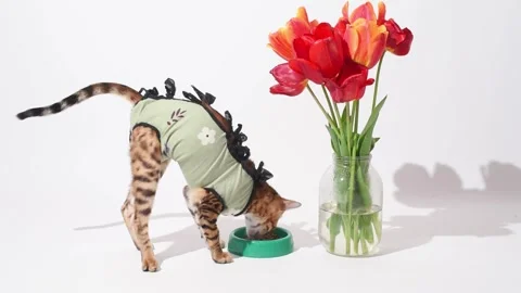 Hungry bengal cat after sterilization in postoperative bandage . Sick kitten Stock Footage 240948626