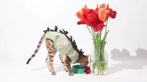 Hungry bengal kitten after sterilization in postoperative bandage . Sick kitten Stock Footage 242490777