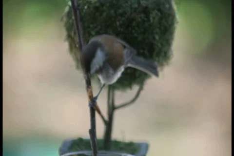 Hungry bird eats mealworm ntsc Stock Footage 710623