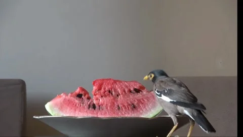 Hungry Bird Eats Watermelon Inside Apartment – 4K Wildlife Clip Stock Footage 311382384