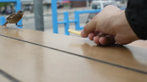 Hungry bird Stock Footage 30591588