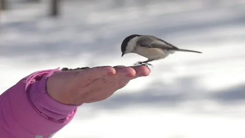 Hungry bird in the forest, winter Stock Footage 218480224