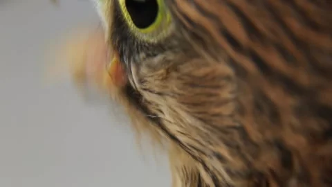 A hungry bird of prey grabs the meat. Tame wild birds. Stock Footage 246430349