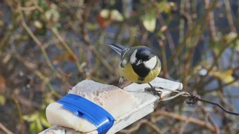 Hungry bird titmouse pecks tied fat on the balcony Vídeos de archivo 232830002