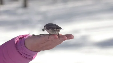Hungry bird in the winter forest Stock Footage 196474747