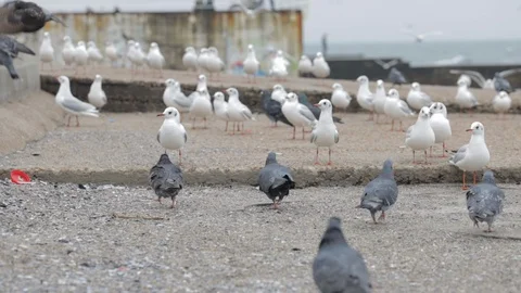 Hungry birds on an empty city beach. Stock Footage 128988042