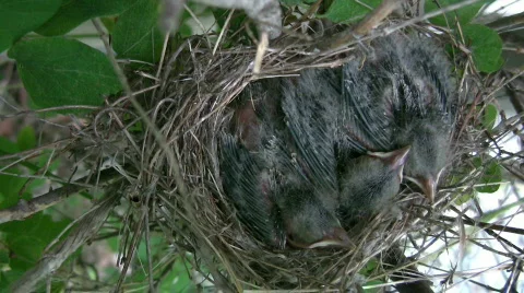 Hungry Birds Stock-Footage 454068