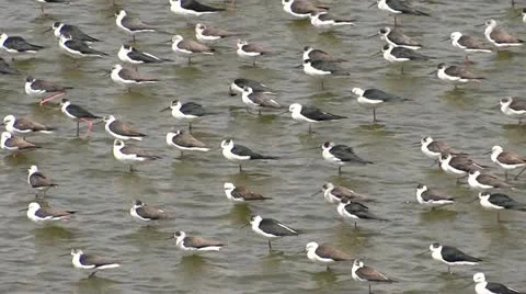 The hungry Birds Stock-Footage 22200066