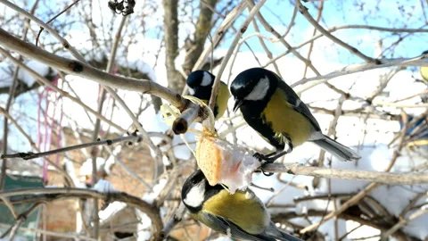 Hungry birds, Great tit or parus major, are pecking lard. Stock Footage 147549186