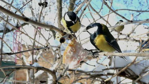 Hungry birds, Great tit or parus major, are pecking lard which hangs. Stock Footage 147919345