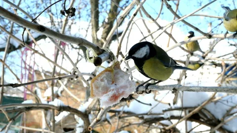 Hungry birds, Great tit or parus major, are pecking lard which hangs from branch Stock Footage 149234087